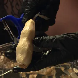 Darling en 'Kink' Figging: Follando con Ginger (Miniatura 1)